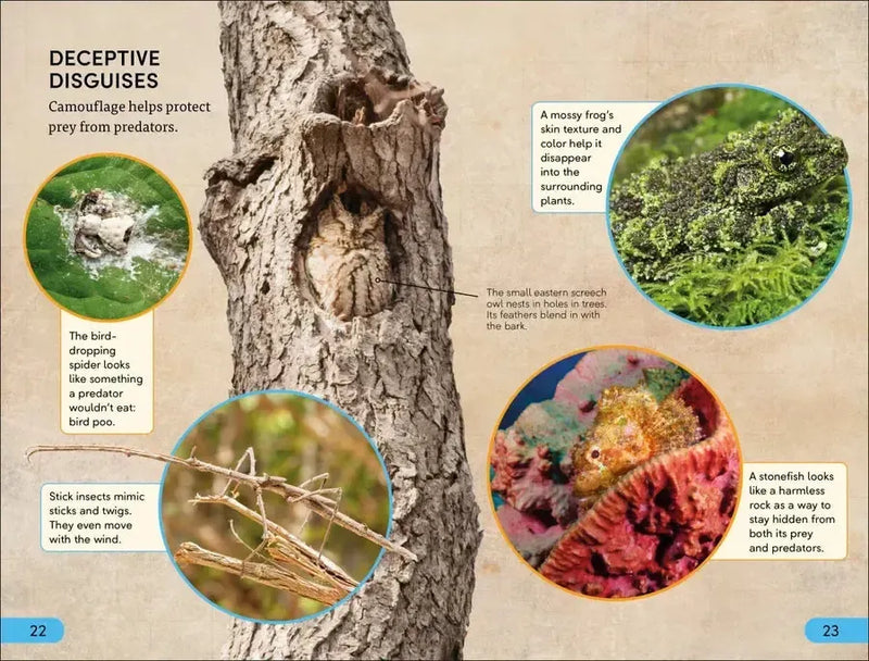 DK Super Readers Level 4 Predator and Prey US - Hardback