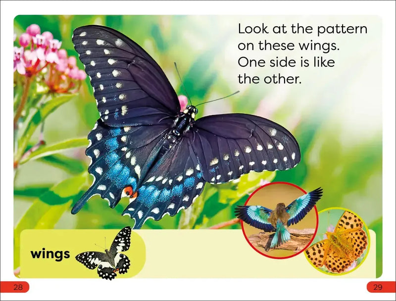DK Super Readers Pre-Level Shapes and Patterns in Nature US - Paperback / softback