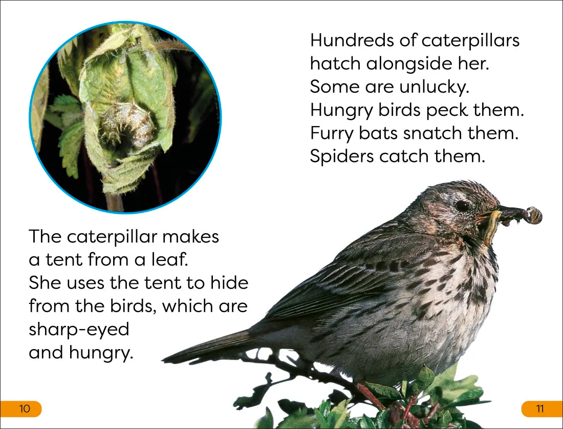 DK Super Readers Level 1 Becoming a Butterfly US - Hardback