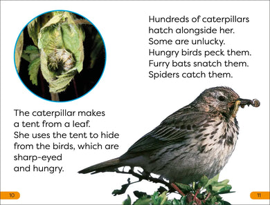 DK Super Readers Level 1 Becoming a Butterfly US - Hardback