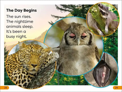 DK Super Readers Level 1 Nighttime Animals US - Paperback / softback