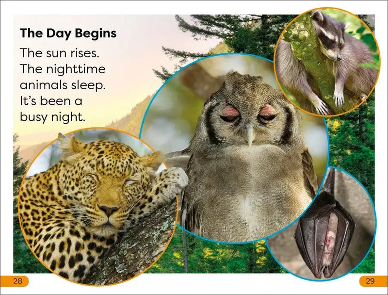 DK Super Readers Level 1 Nighttime Animals US - Paperback / softback