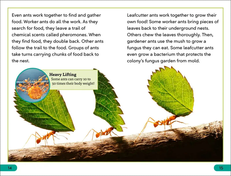 DK Super Readers Level 3 Wild Animal Groups US - Paperback / softback