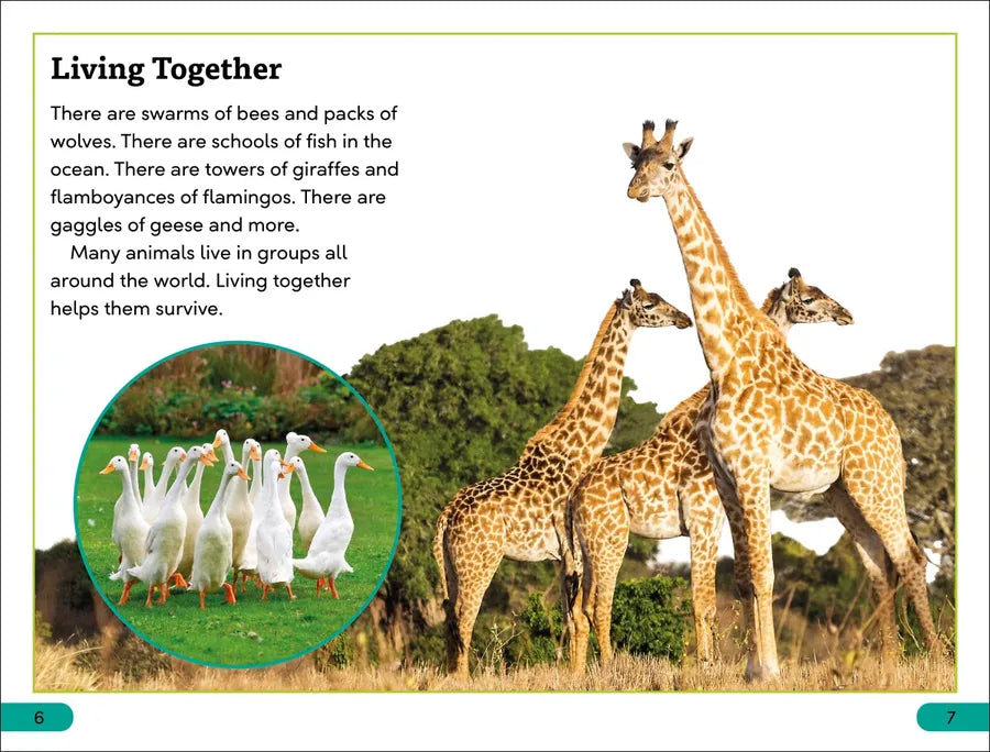 DK Super Readers Level 3 Wild Animal Groups US - Hardback