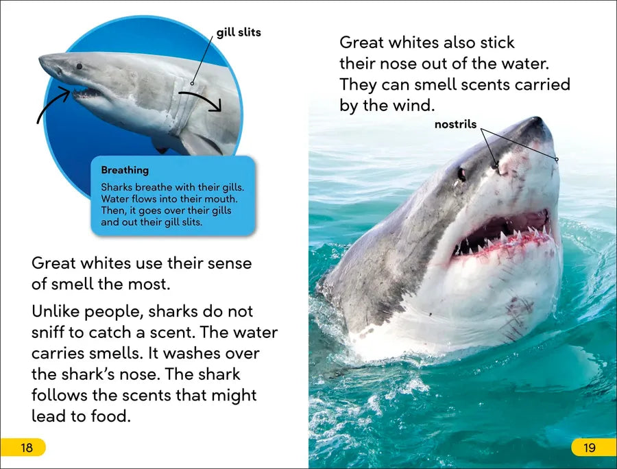 DK Super Readers Level 2 Great White Sharks US - Hardback