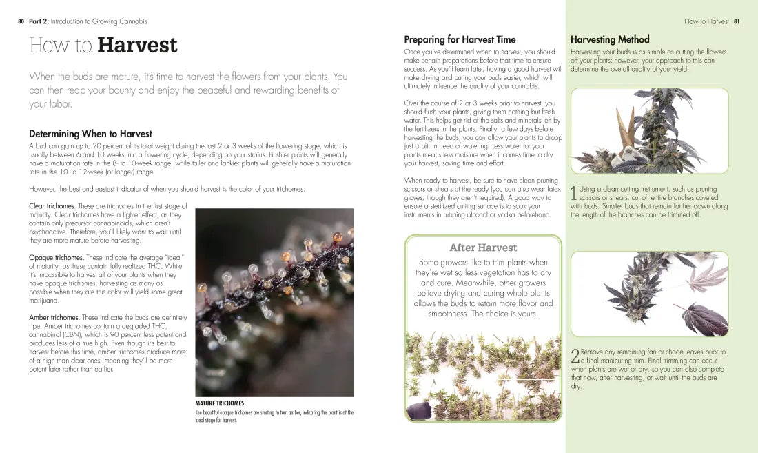 Cannabis US - Paperback / softback