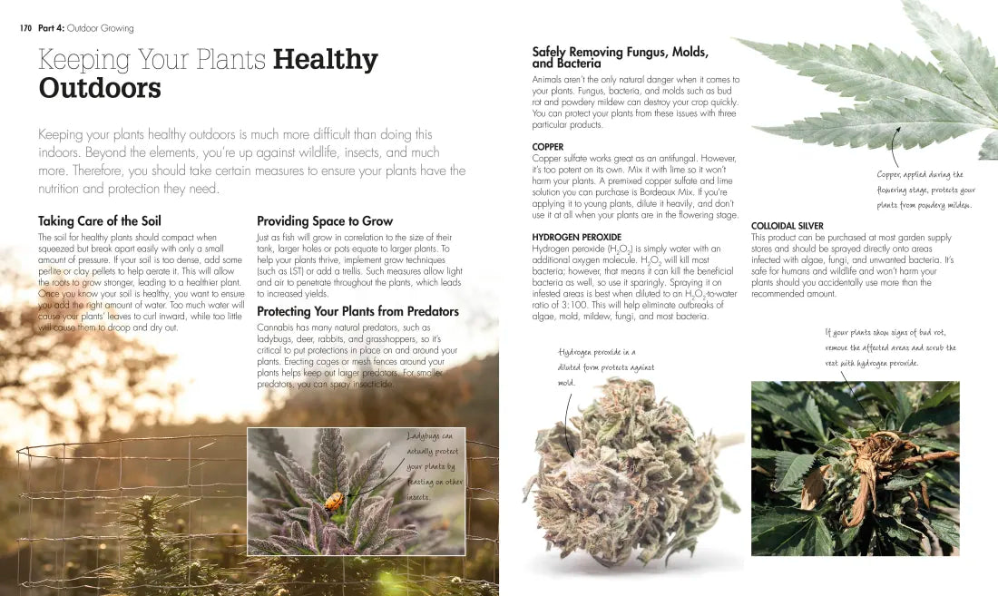 Cannabis US - Paperback / softback
