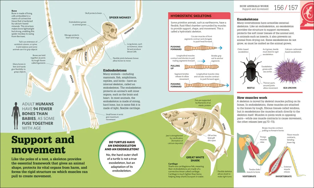 How Biology Works US - Hardback