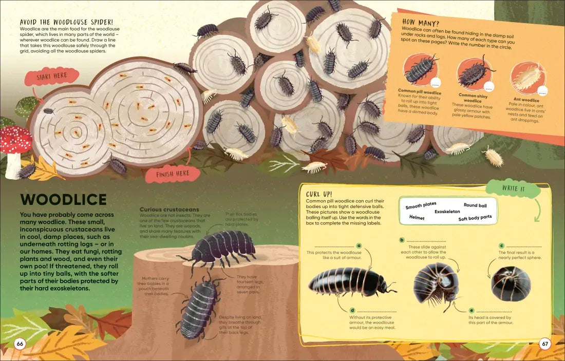 Brain Booster Bugs US - Paperback / softback