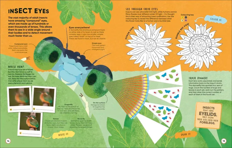 Brain Booster Bugs US - Paperback / softback