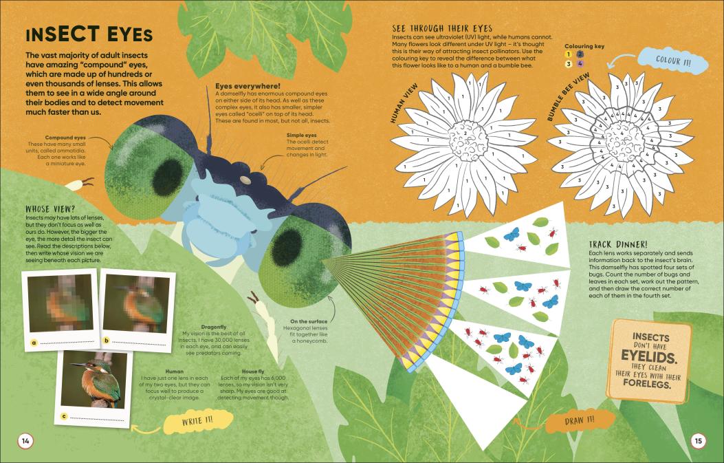 Brain Booster Bugs-Children’s / Teenage general interest: Insects, spiders, minibeasts-買書書 BuyBookBook