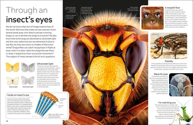 Eyewitness Insect US - Paperback / softback