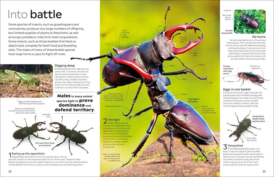 Eyewitness Insect US - Paperback / softback