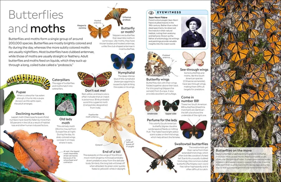 Eyewitness Insect US - Paperback / softback