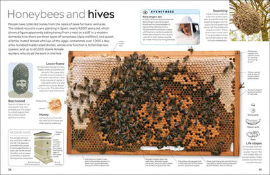 Eyewitness Insect US - Paperback / softback