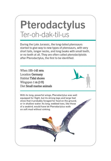 Our World in Pictures Dinosaurs and Other Prehistoric Creatures Flash Cards US - Cards