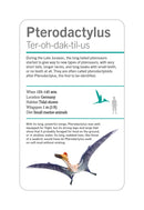 Our World in Pictures Dinosaurs and Other Prehistoric Creatures Flash Cards US - Cards