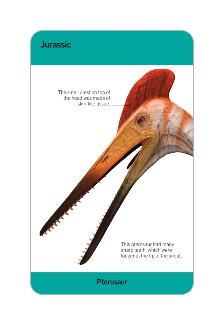 Our World in Pictures Dinosaurs and Other Prehistoric Creatures Flash Cards US - Cards