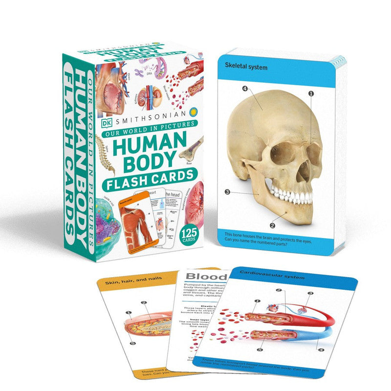 Our World in Pictures Human Body Flash Cards