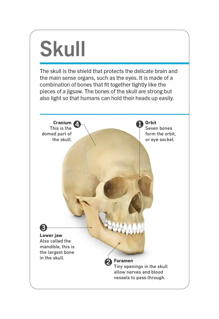 Our World in Pictures Human Body Flash Cards US - Cards