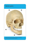 Our World in Pictures Human Body Flash Cards US - Cards