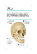 Our World in Pictures Human Body Flash Cards US - Cards