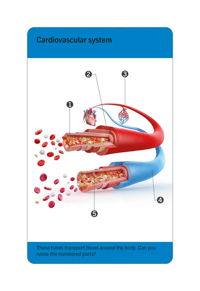 Our World in Pictures Human Body Flash Cards US - Cards