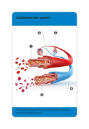 Our World in Pictures Human Body Flash Cards US - Cards