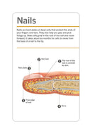 Our World in Pictures Human Body Flash Cards US - Cards