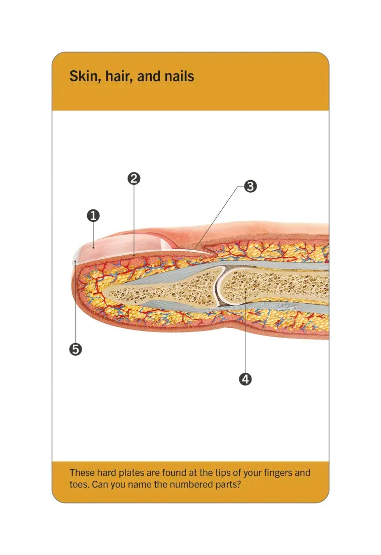 Our World in Pictures Human Body Flash Cards US - Cards