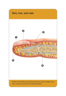 Our World in Pictures Human Body Flash Cards US - Cards