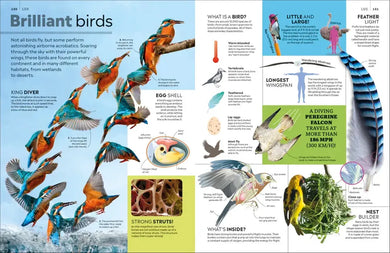 Eyewitness Encyclopedia of Everything US - Hardback