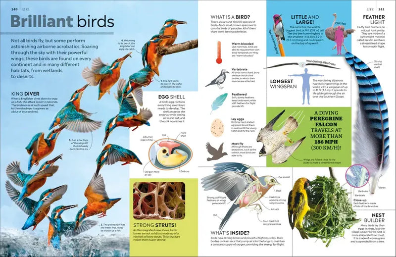 Eyewitness Encyclopedia of Everything US - Hardback