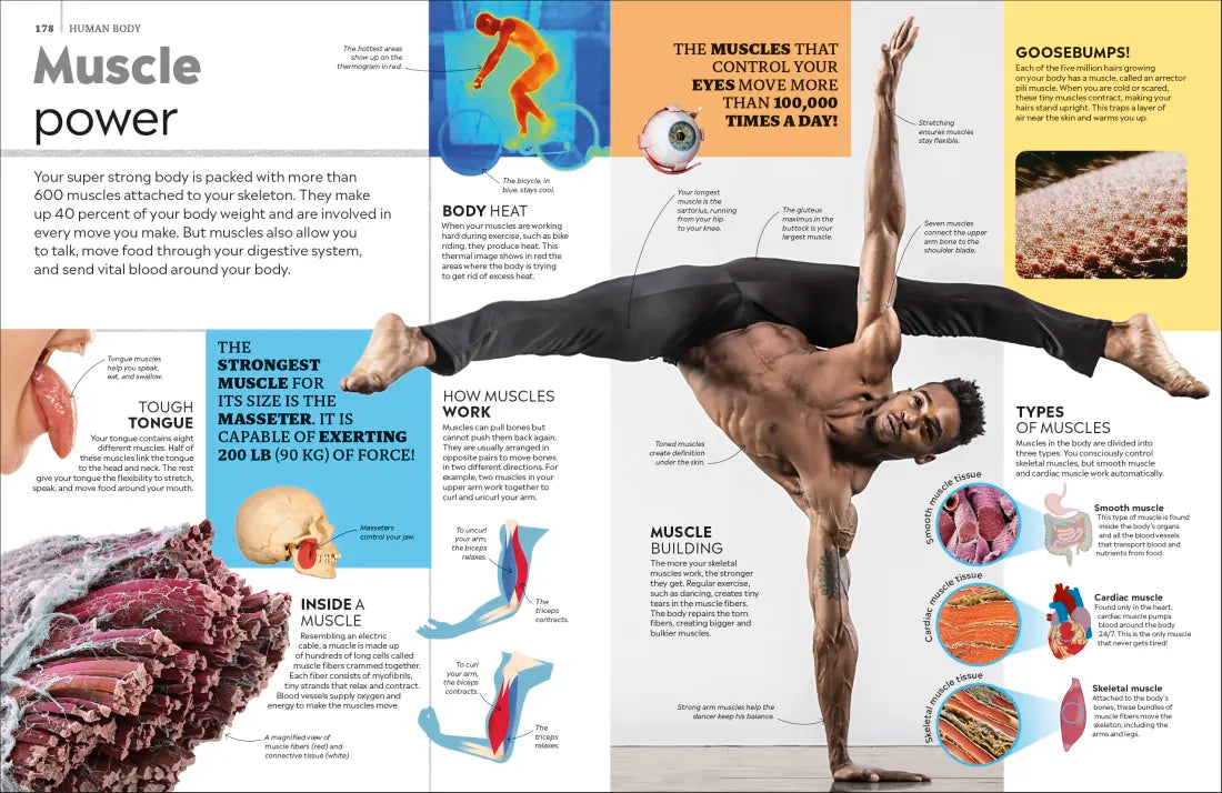 Eyewitness Encyclopedia of Everything US - Hardback