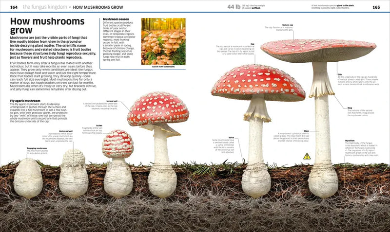 Knowledge Encyclopedia Plants and Fungi! US - Hardback