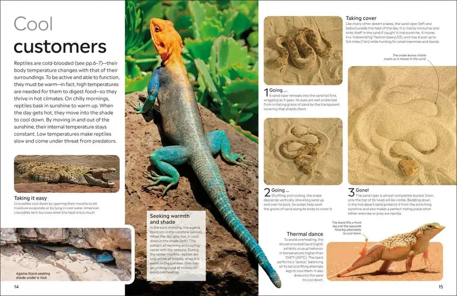Eyewitness Reptile US - Paperback / softback