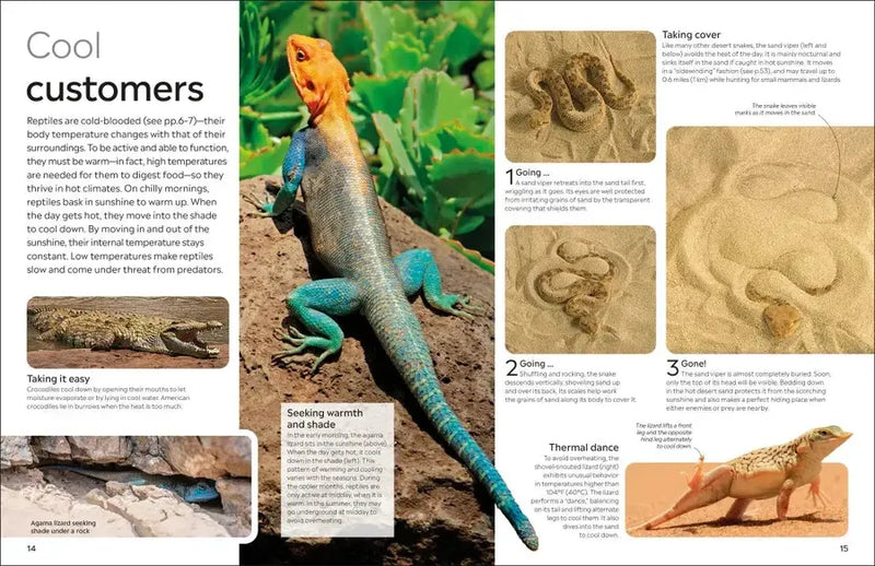 Eyewitness Reptile US - Paperback / softback