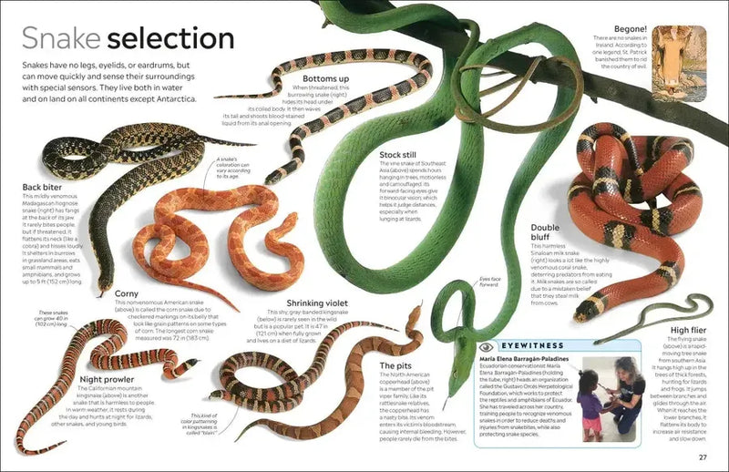 Eyewitness Reptile US - Paperback / softback