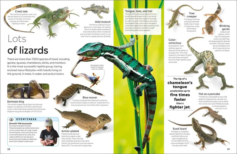 Eyewitness Reptile US - Paperback / softback