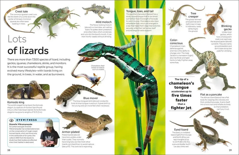 Eyewitness Reptile US - Hardback