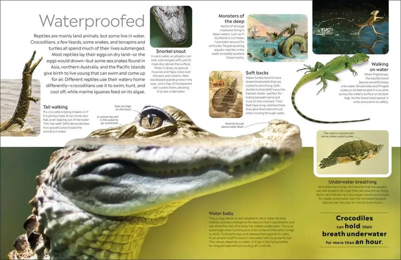 Eyewitness Reptile US - Hardback