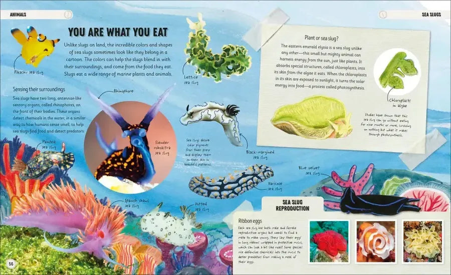 Amazing Oceans US - Hardback