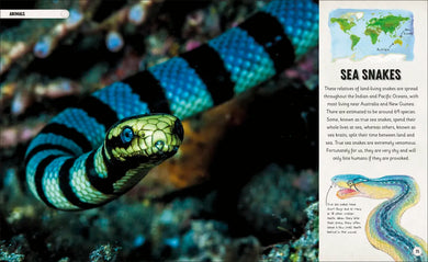 Amazing Oceans US - Hardback