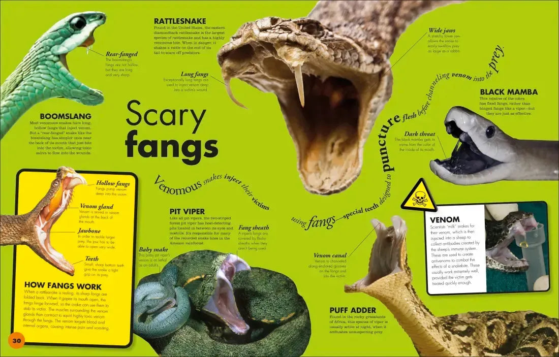 Everything You Need to Know About Snakes US - Hardback