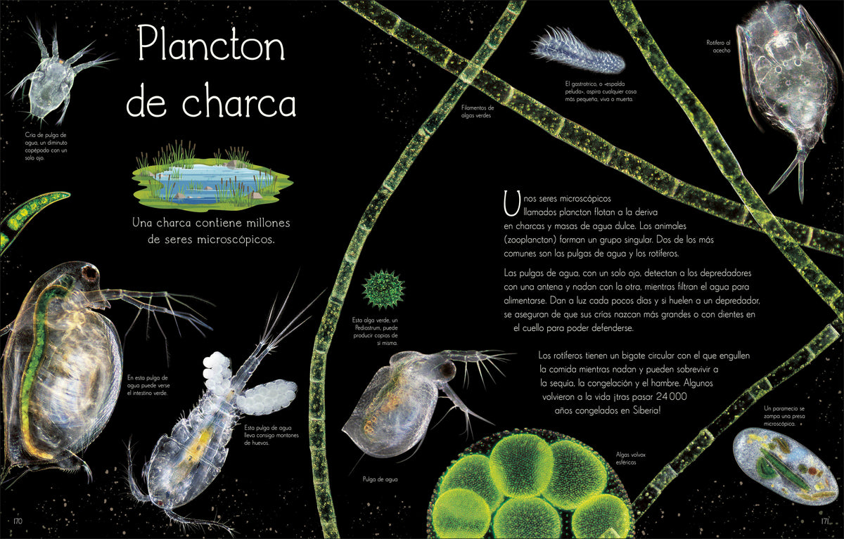 Maravillas del mundo acuático (An Anthology of Aquatic Life) interior 6 (ISBN 9780744089219)