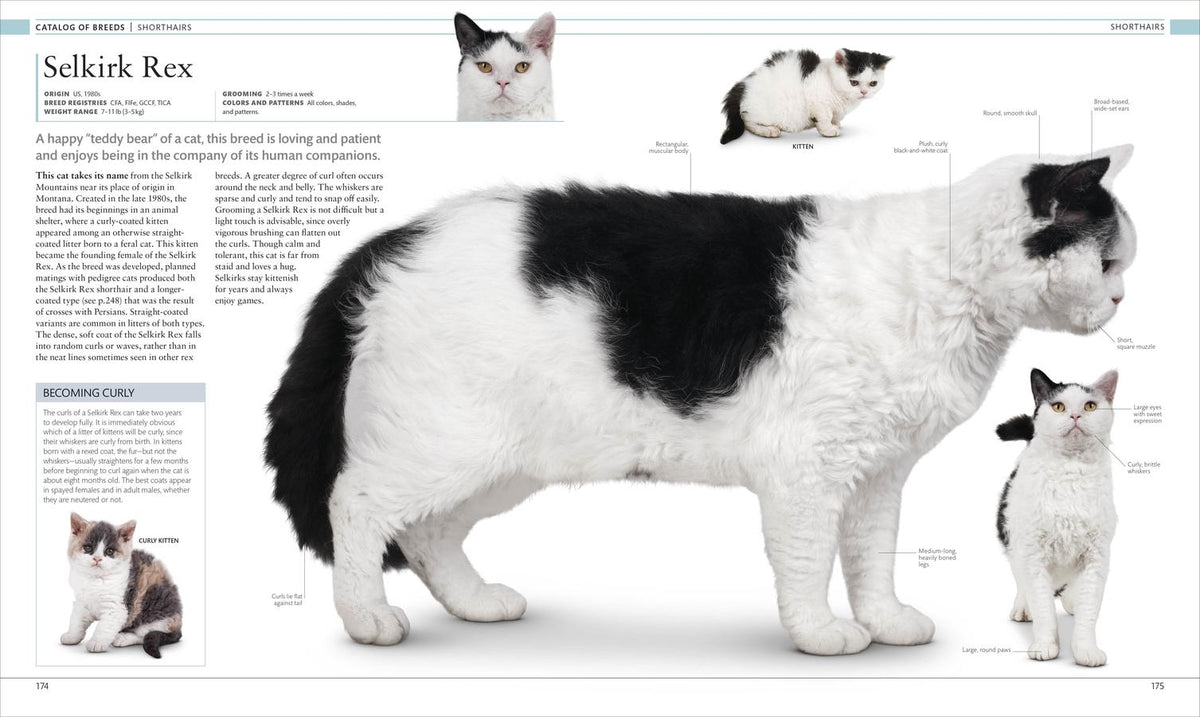本256／洋書　図鑑　all the World's Cat Breeds 本256／洋書 図鑑 all the World's Cat Breeds The Illustrated