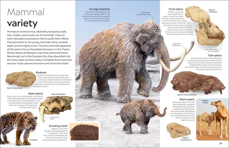 Eyewitness Fossil US - Paperback / softback