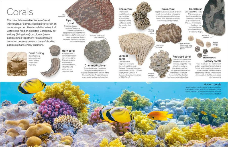 Eyewitness Fossil US - Hardback