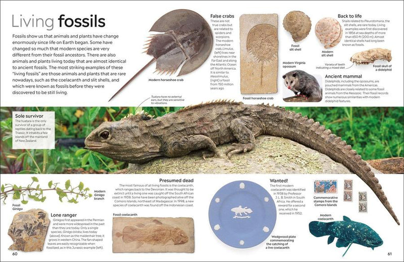 Eyewitness Fossil US - Hardback