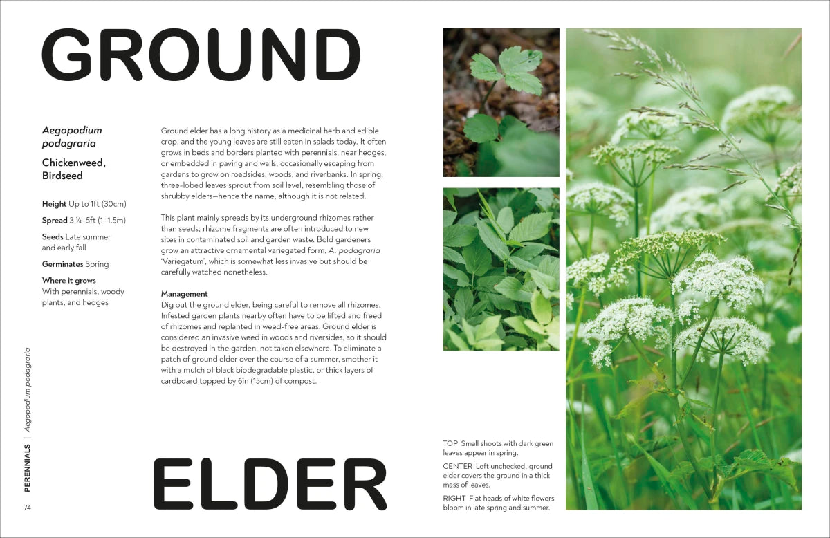 What's That Weed? US - Hardback